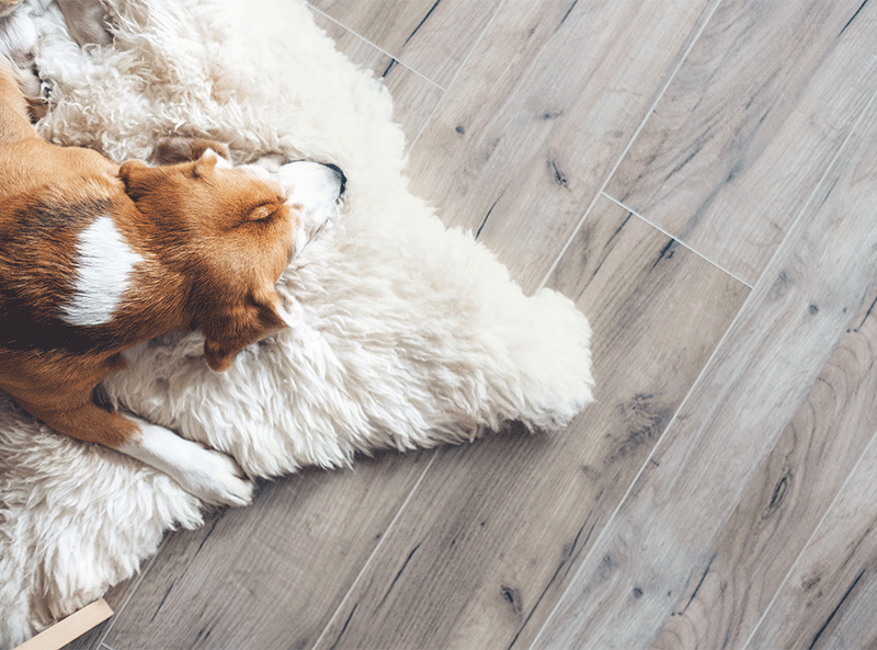 Elite Hardwood Flooring, What Is The Best Type Of Hardwood Flooring For Dogs